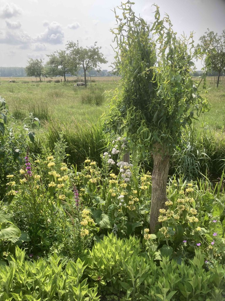 Oeverbeplanting met een mix van inheemse en uitheemse planten