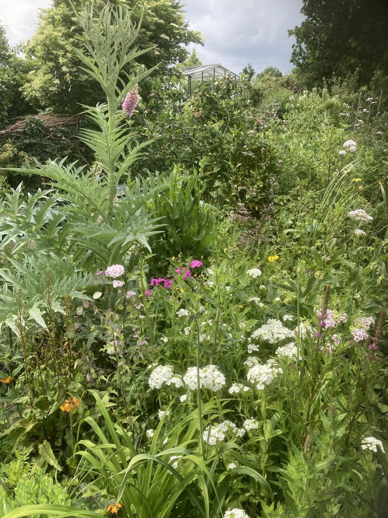 Planten die aantrekkelijk zijn voor mensen en voor insecten